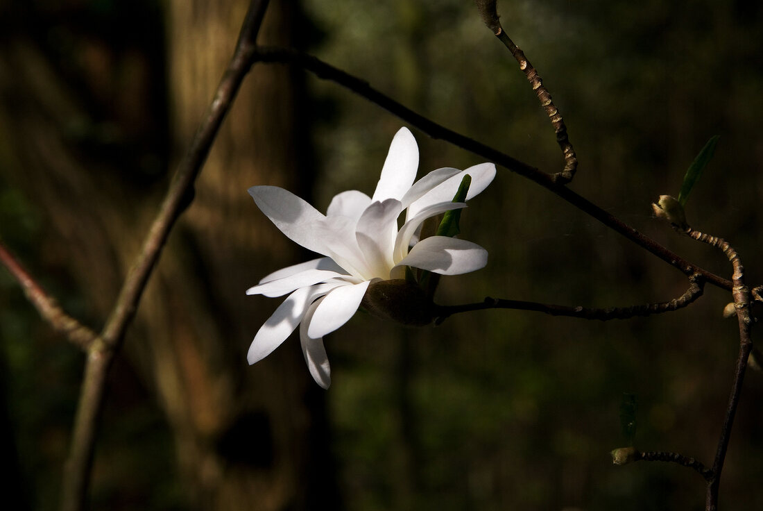 einzelne Blüte einer Stern-Magnolie, botanisch: Magnolia stellata