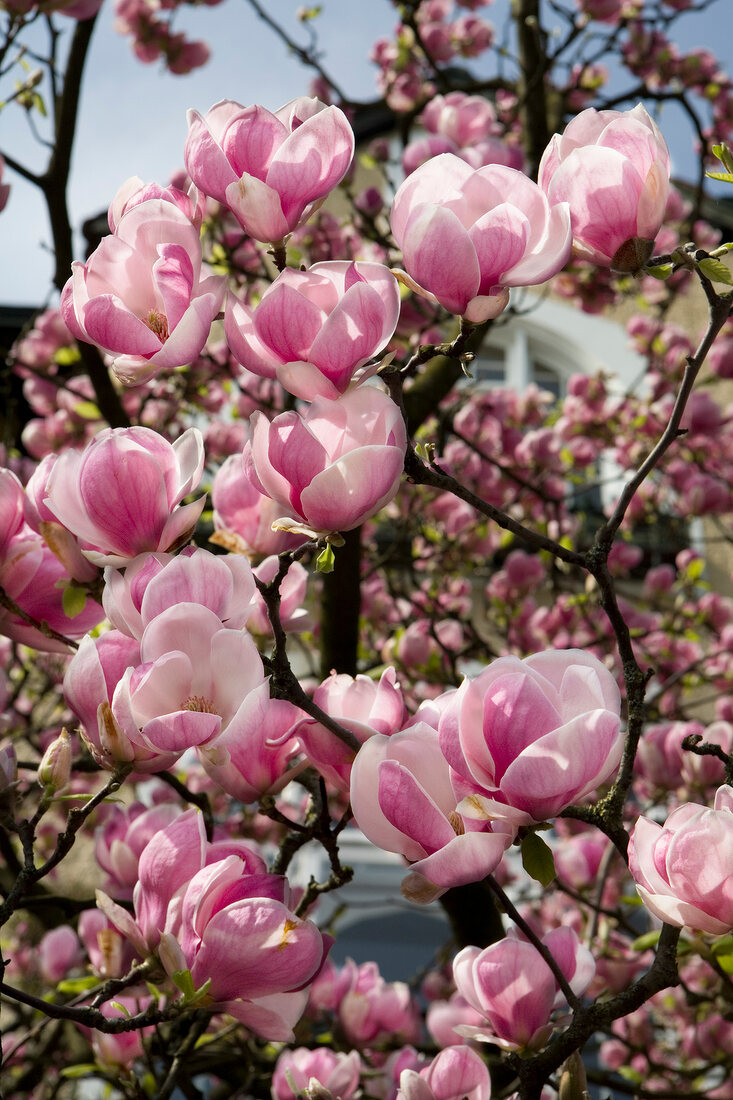 Close-up of magnolia tree with pink magnolia flowers