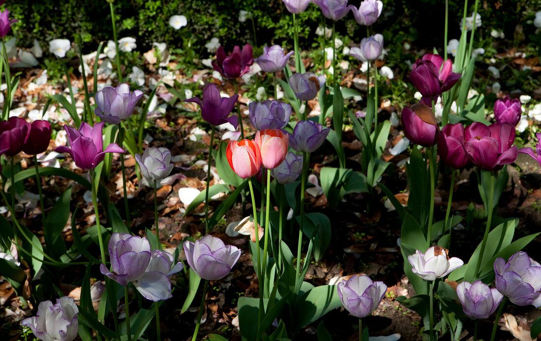 Different types of tulips in flower bed