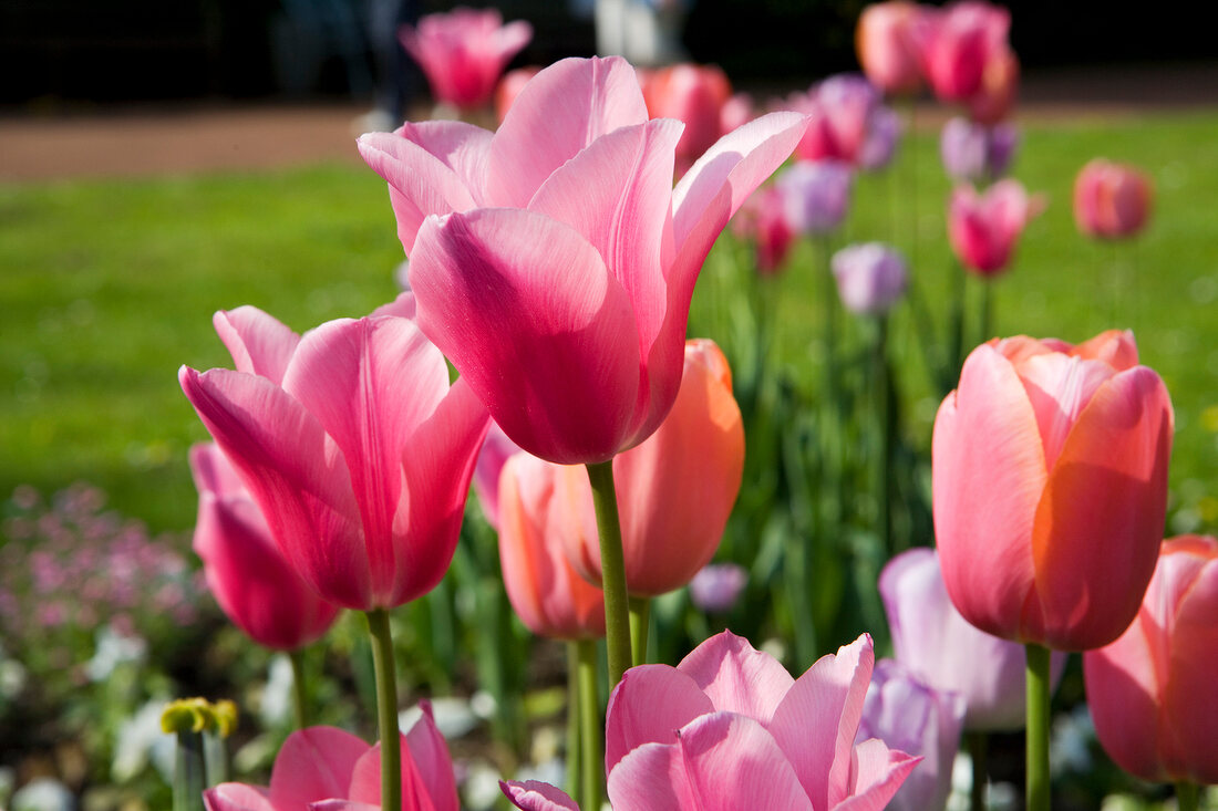 Close-up of different types of tulips in flower bed