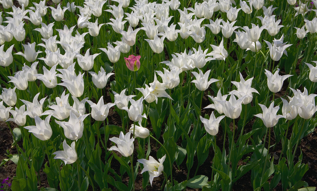 White and pink tulips in field
