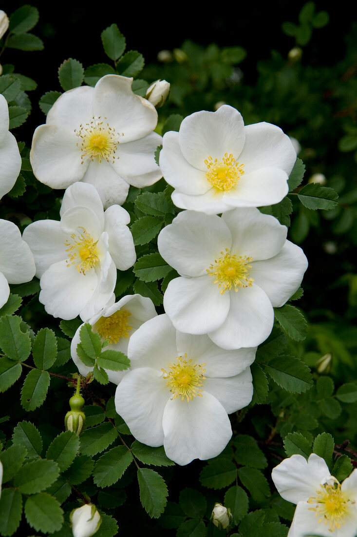weiße Blüten einer Heckenrose botanisch: Rosa canina
