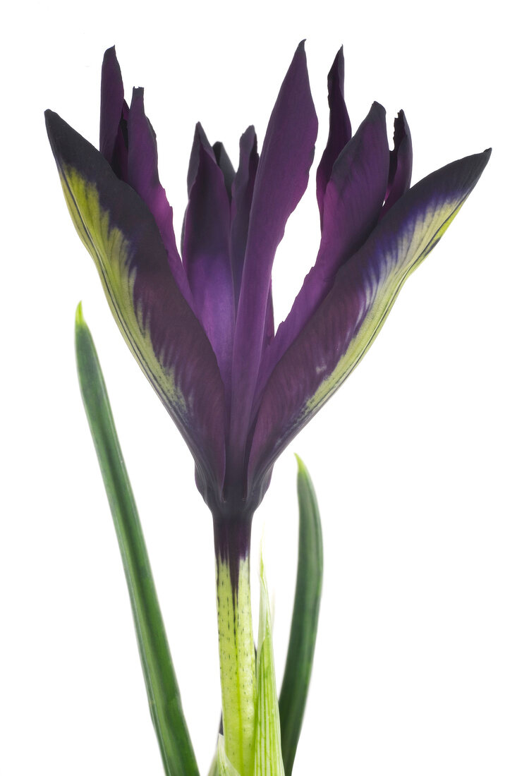 Close-up of purple iris flower on white background