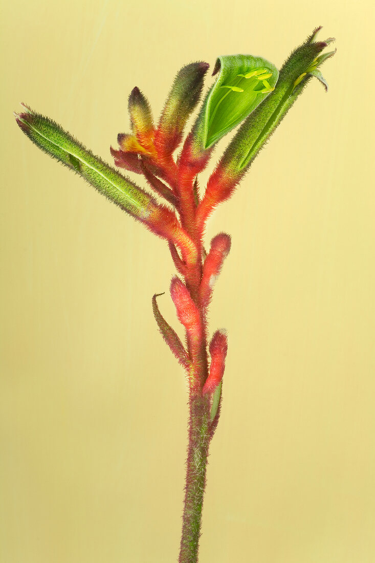 Close-up of kangaroo flower against yellow background