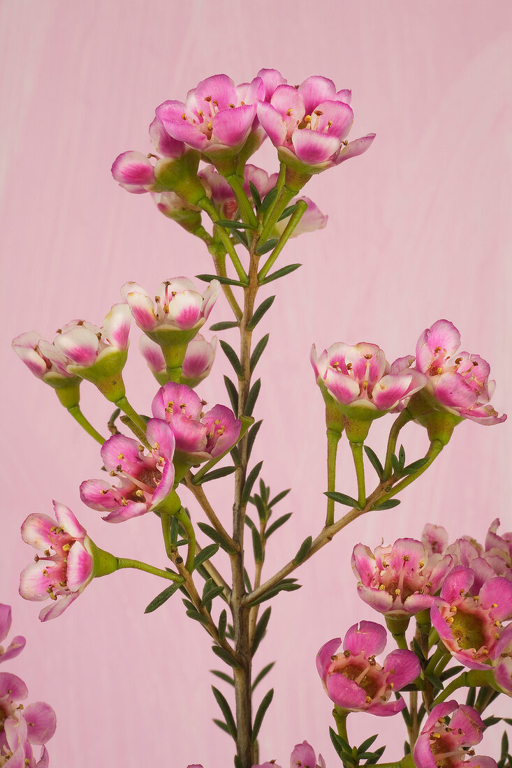 Pedicel of wax rose flowers on pink background
