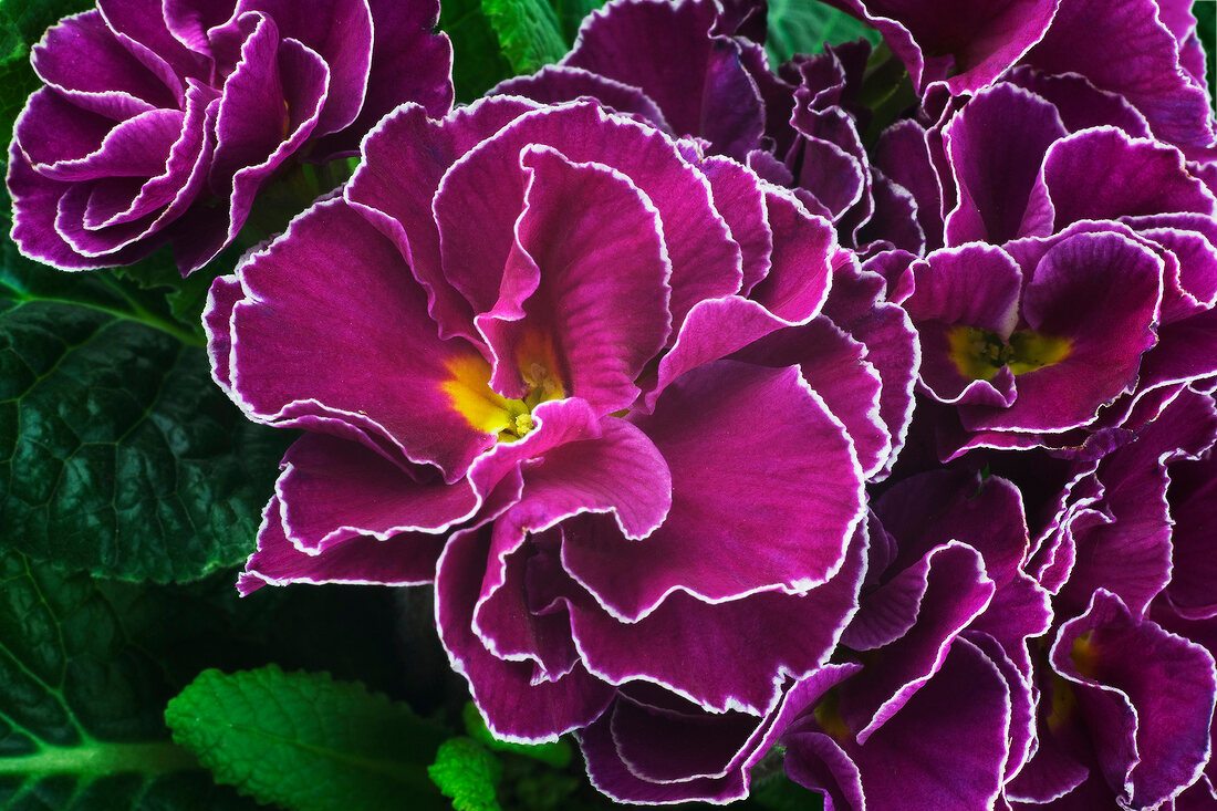 Close-up of pink prim rose