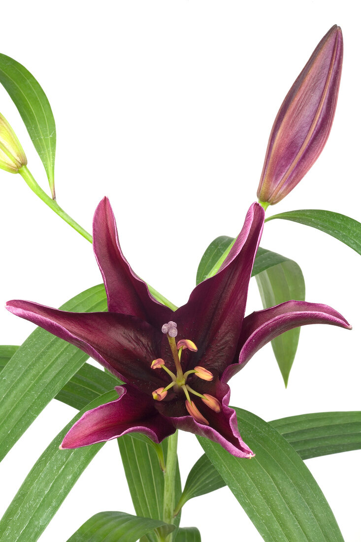 Close-up of lilies and flower bud on white background