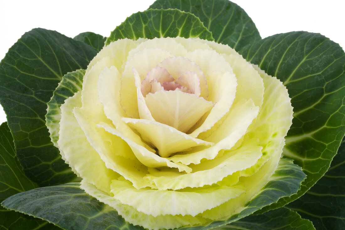 Close-up of ornamental cabbage against white background