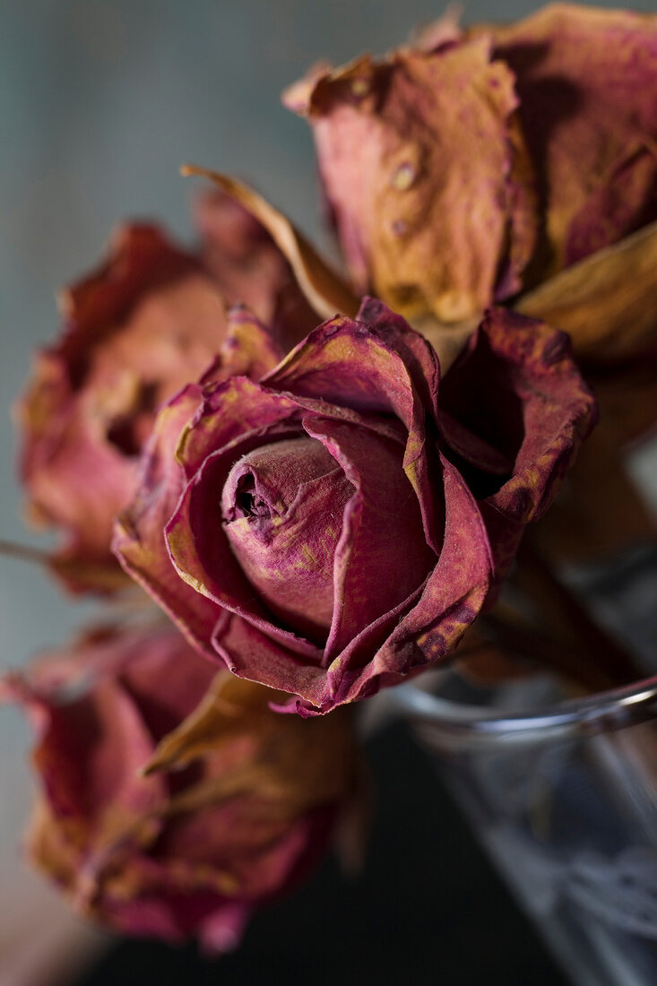 Close-up of dried roses