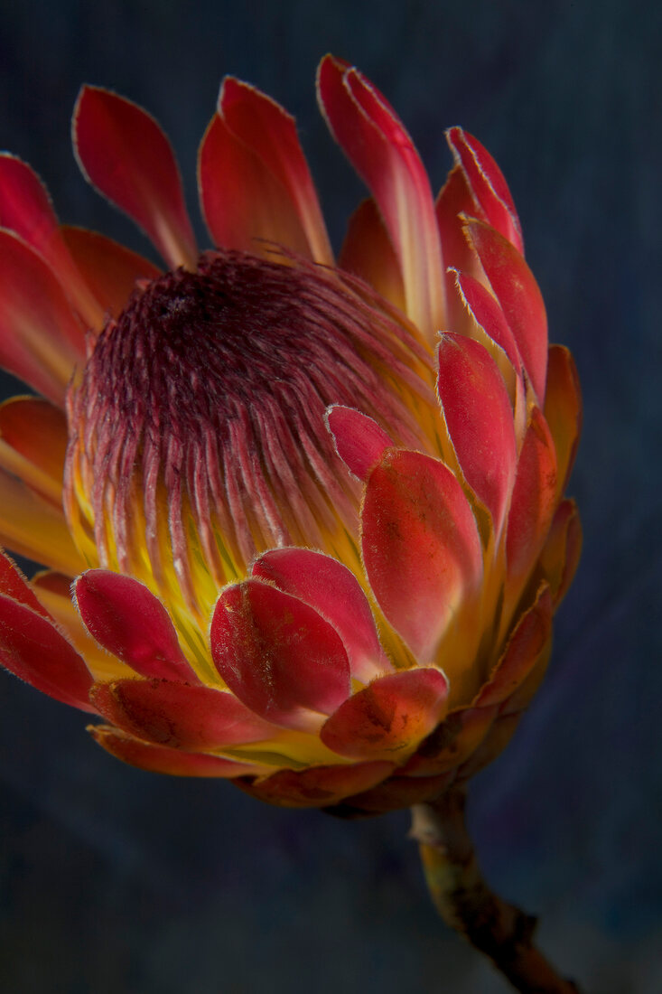 Close-up of red protea