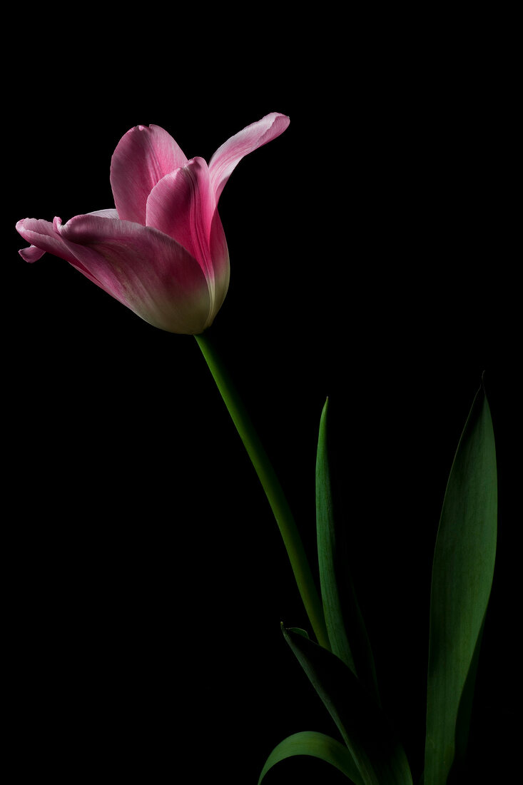 geöffnete Blüte einer rosafarbenen französischen Tulpe