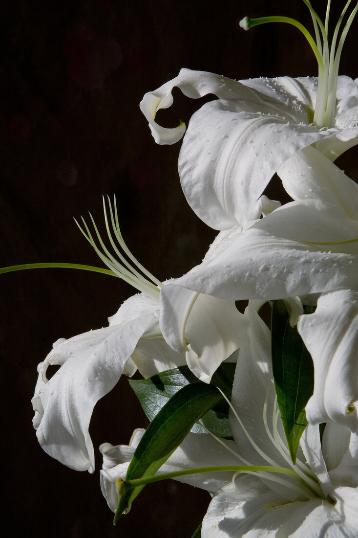 geöffnete Blüten einer weißen Lilie 