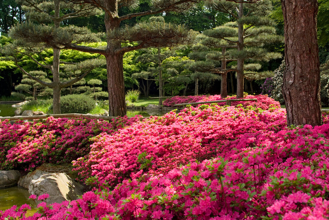 Pink azalea flower with trees in Japanese garden