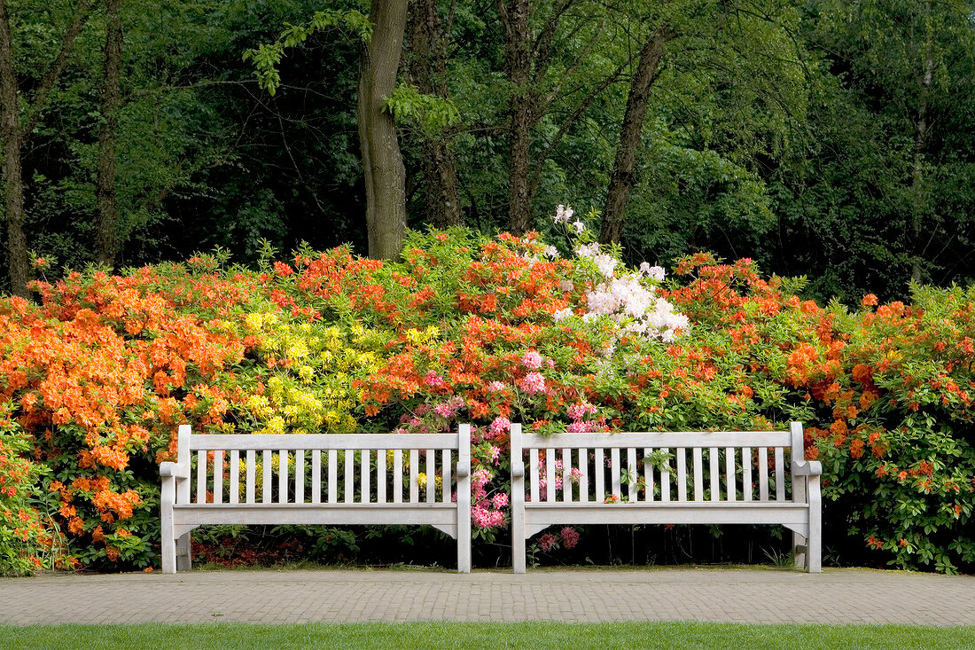 Two white park benches in front of large flowered azaleas