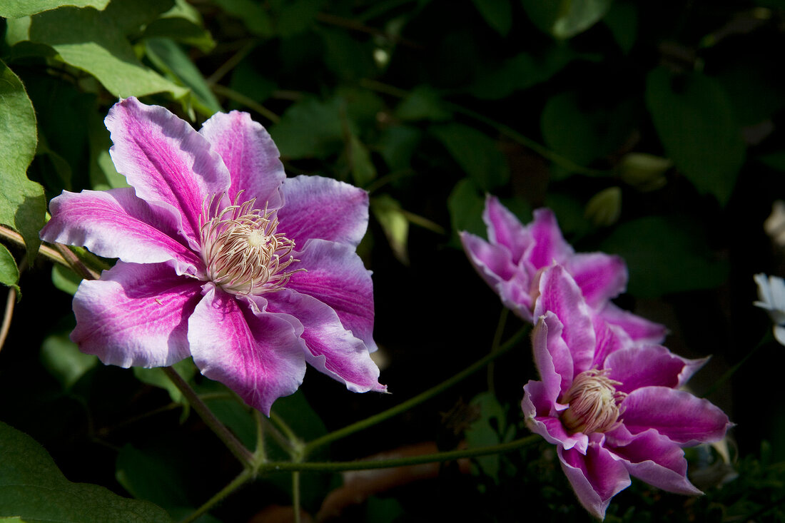 Close-up of three purple clematis