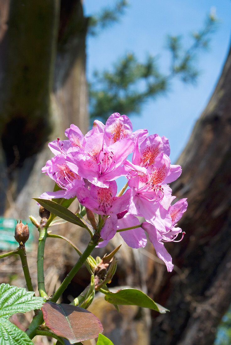 Close-up of pink rhododendron flowers