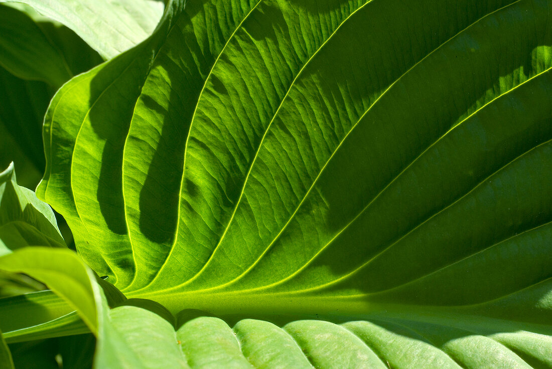 Close-up of green hosta leaf