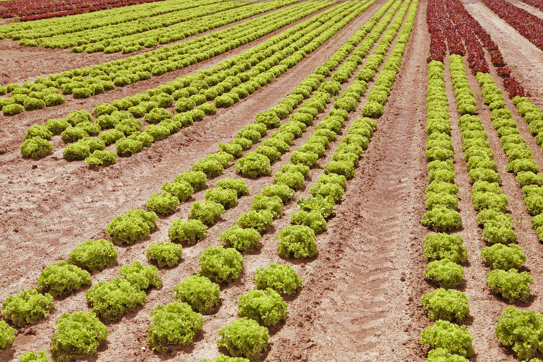 Field of lettuce lollo bionda