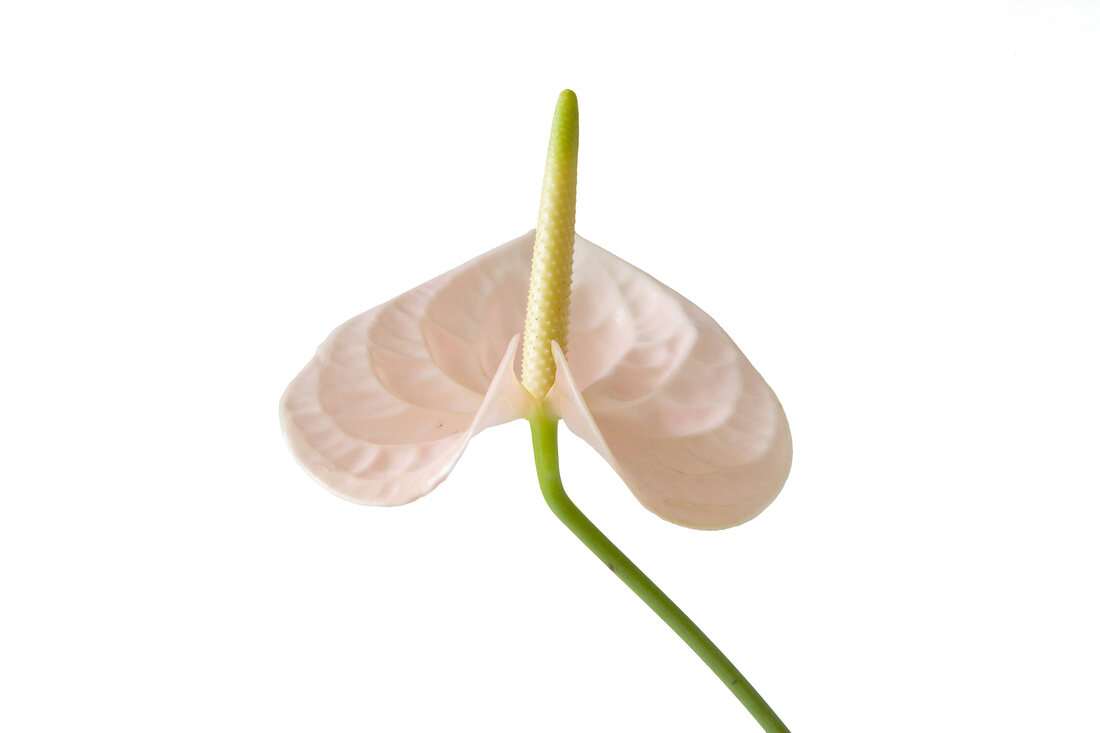 Close-up of flamingo flower on white background