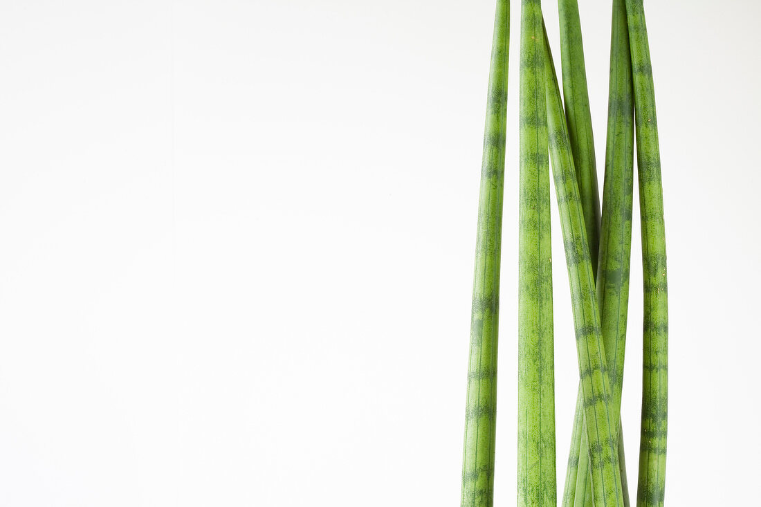Close-up of green sansevieria on white background