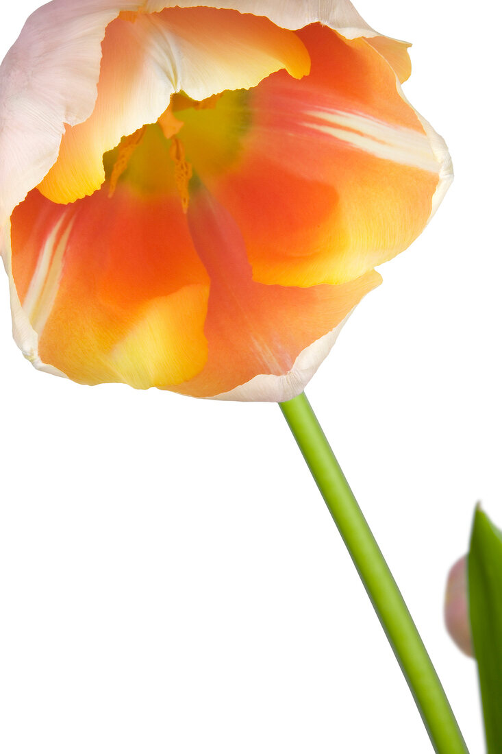 Close-up of French tulip on white background