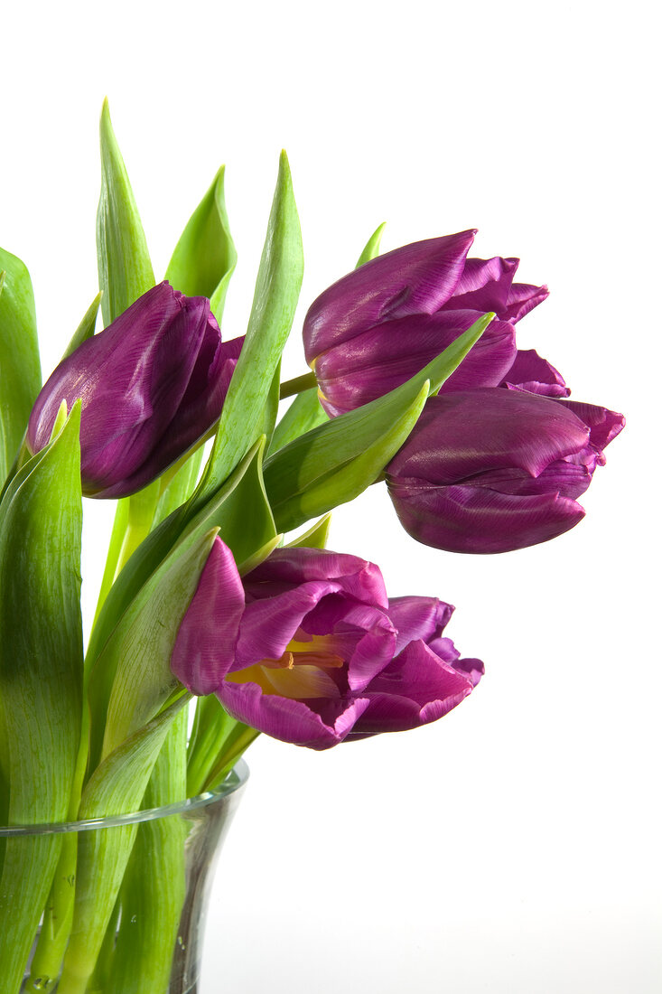 Bouquet of violet tulips on white background