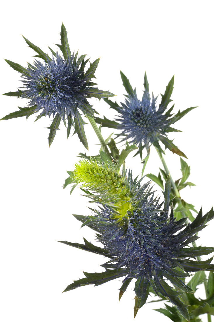 Close-up of blue thistle stalk and flower