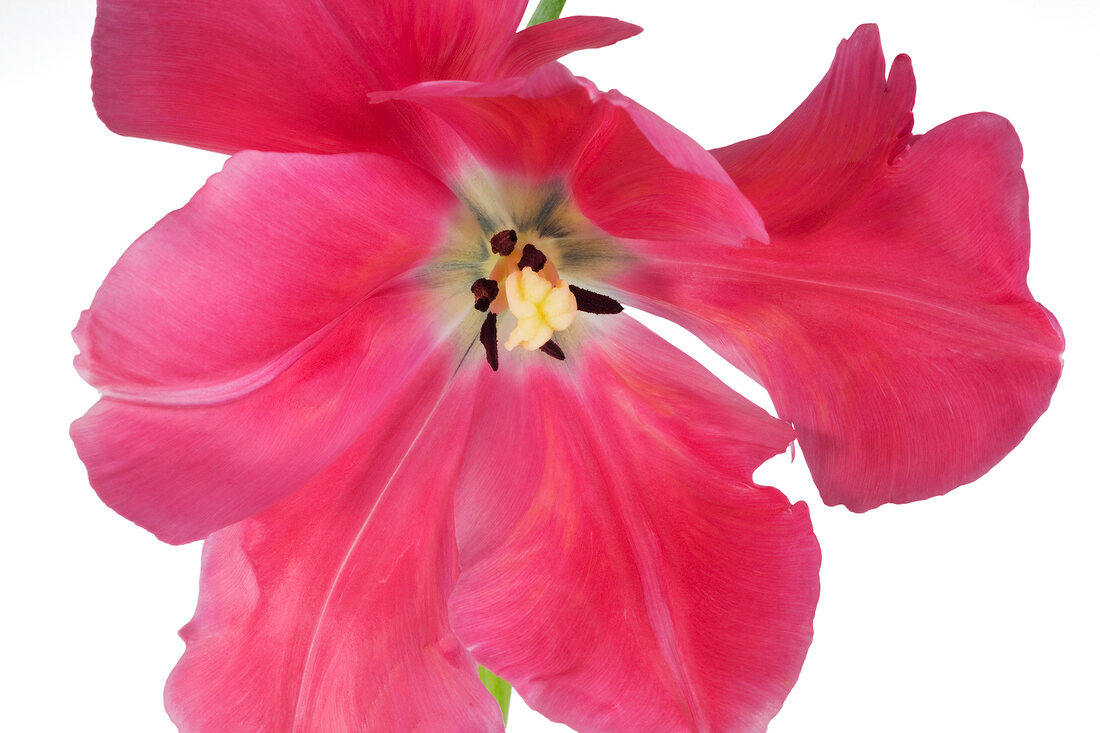 Close-up of pink bloomed parrot tulip