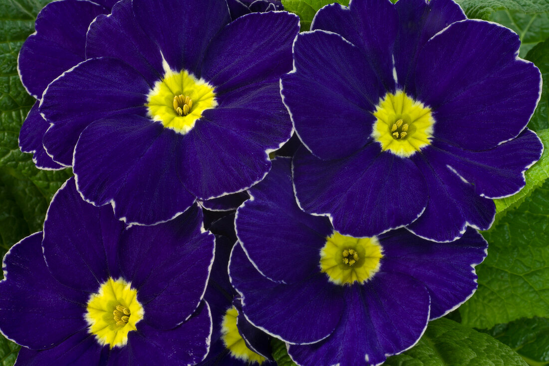 Close up of blue primroses