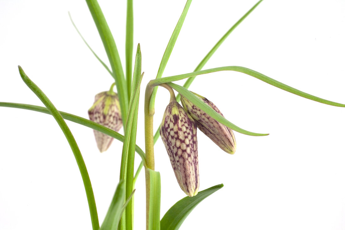 Close-up of purple flower stalks of fritillary