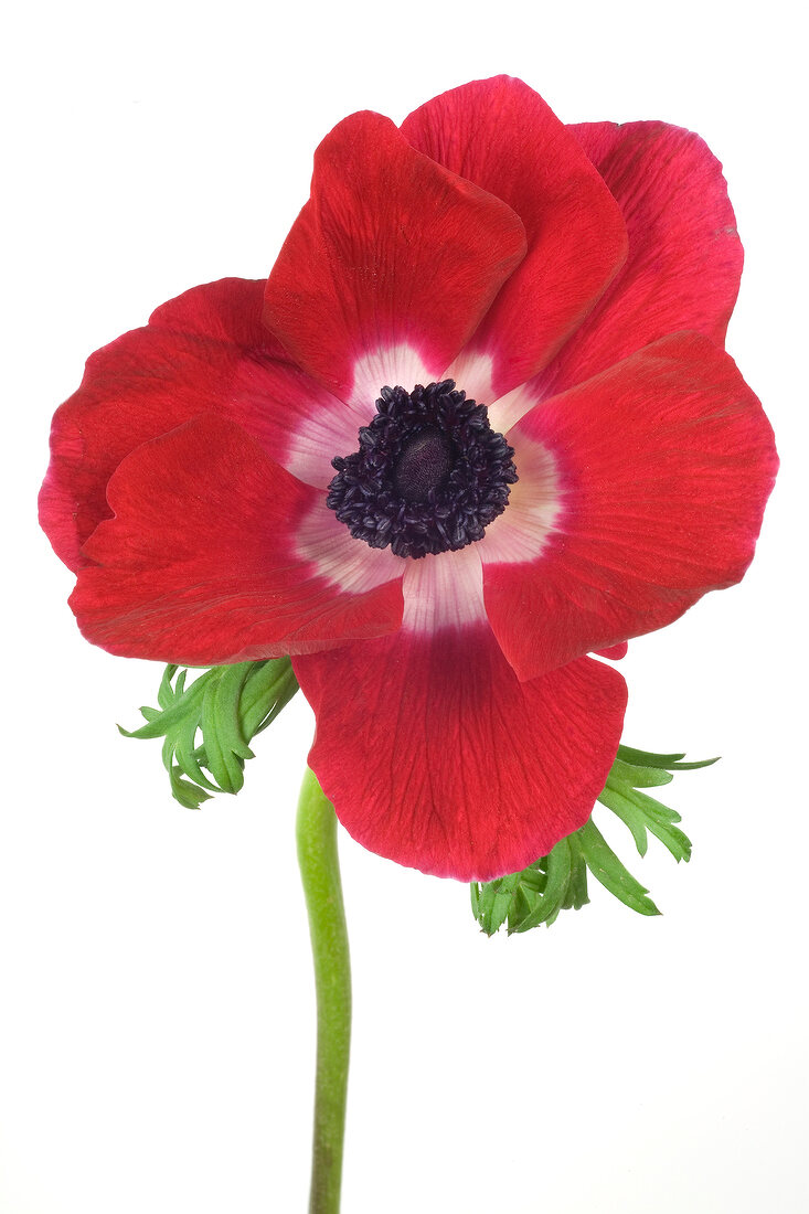 Close-up of red anemone coronaria on white background
