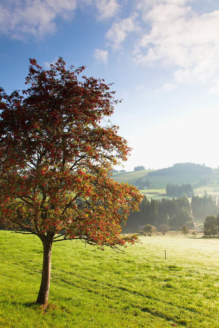 View of Boar ash tree and mountain hills in summer, Black Forest, Germany