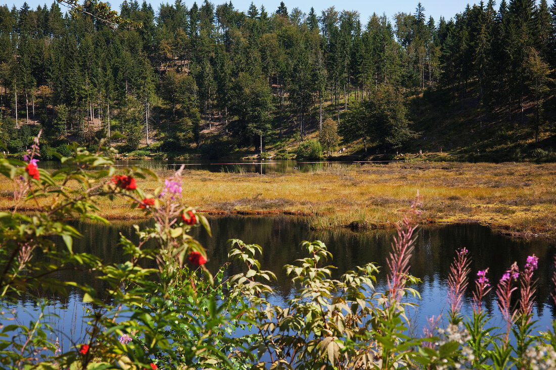 View of Nonnenmattweiher shore in Black Forest, Germany