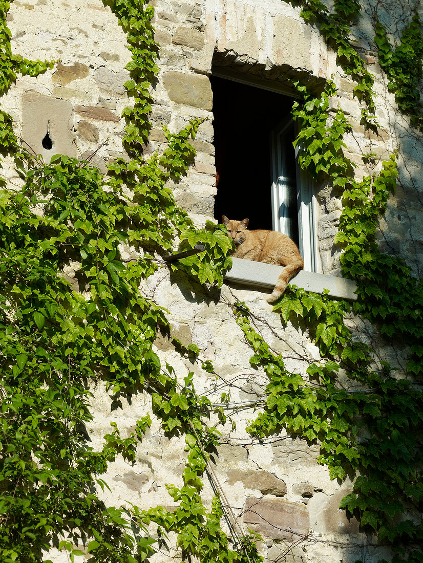 Cat sitting on window sill in Tuscany, Italy