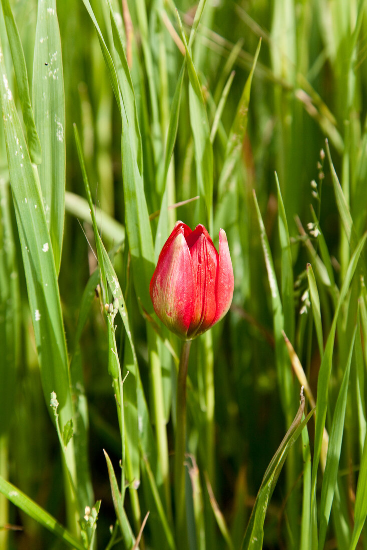 Close-up of tulip flowers with leaves