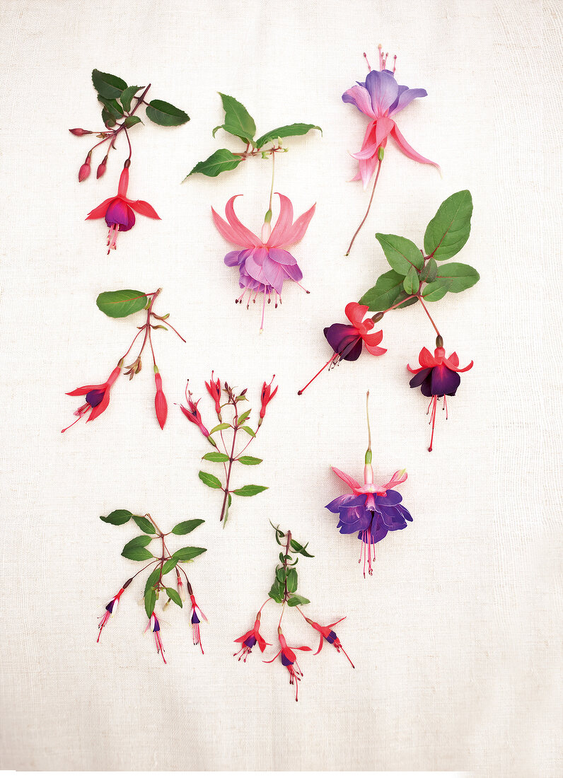 Different varieties of fuchsias on white background