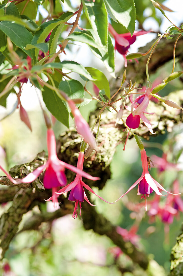 Close-up of breeding fuchsia plant