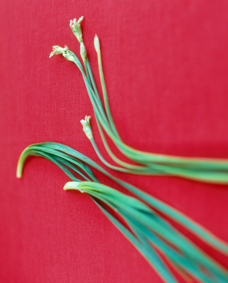 Close-up of garlic chives on red background