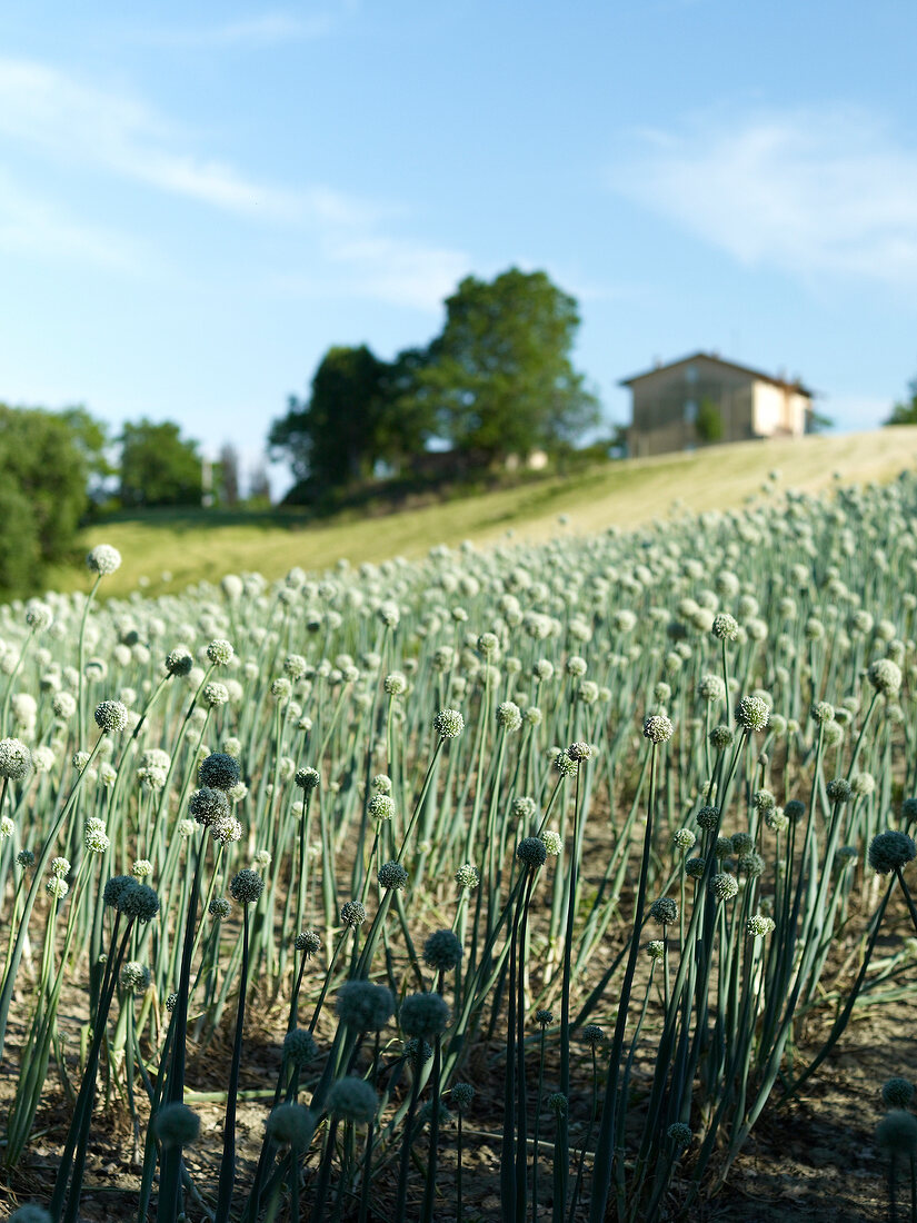 Field of onion flowers in Marche, Tuscany, Italy