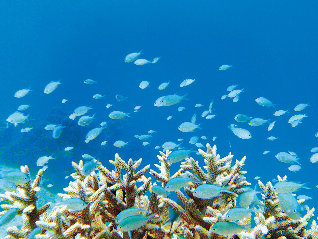 Malediven, Schwarm Fische und Korallen im Indischen Ozean