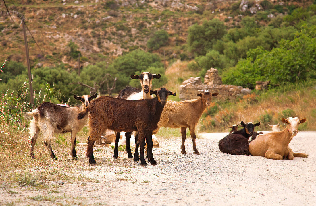 Goats on dirt track in Crete, Greece