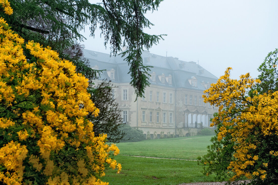 View of Castle Gaussig and yellow flower in fog, Saxony, Germany