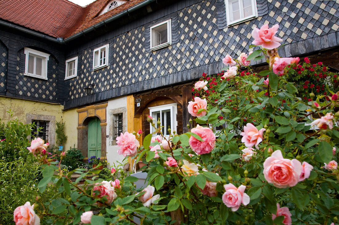 View of rose bushes with house in background, Obercunnersdorf, Gorlitz, Saxony, Germany