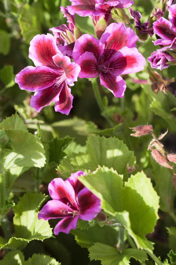 Pelargonien, Pelargonium rosa, Blüten