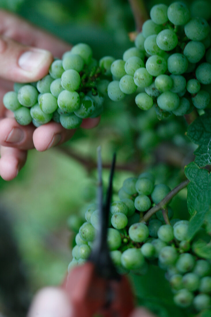 Trauben werden halbiert, Wein, Weint rauben