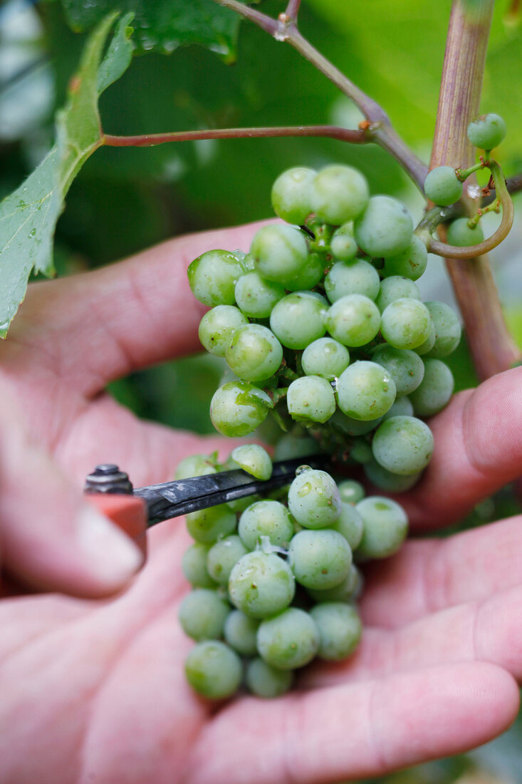 Trauben werden halbiert, Wein, Weint rauben