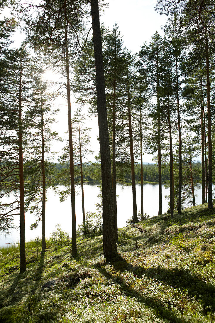 View of forest with tall trees and lake, Sweden