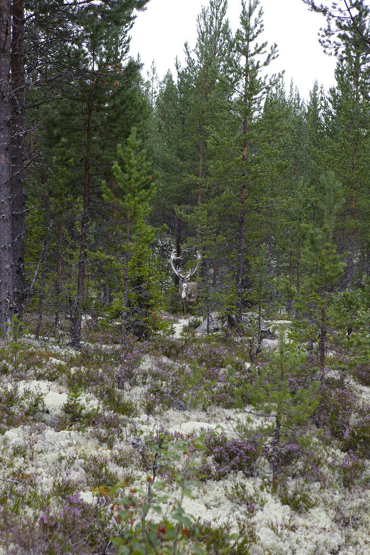 Rentier im Wald in Schweden 