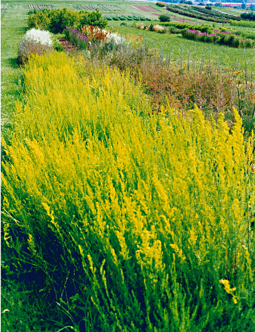 View of meadow near Stuttgart in Germany