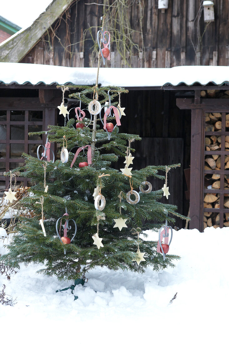 Christmas tree decorated with apples and wax star